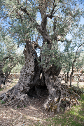 if the Olive Trees knew the hands that planted them, Their Oil would become Tears  ― Mahmoud Darwish